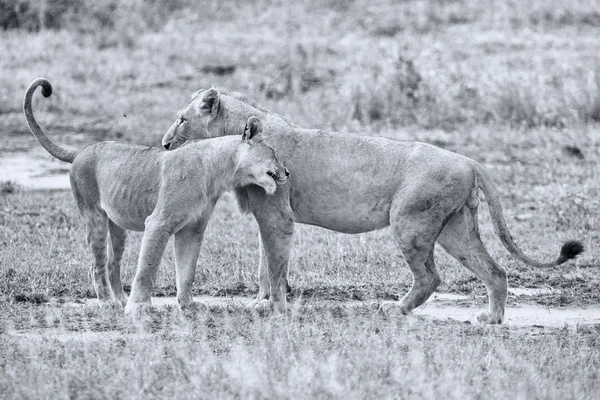 Два льва мужского пола приветствуют друг друга, чтобы подтвердить верность — стоковое фото