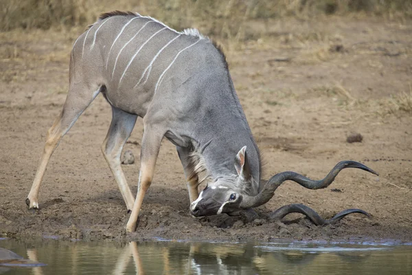 Kudu bull with huge horns drink water at pool — Stock Photo, Image