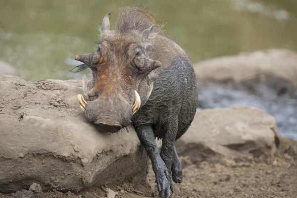 Yalnız warthog serinlemek için çamur içinde oynarken — Stok fotoğraf