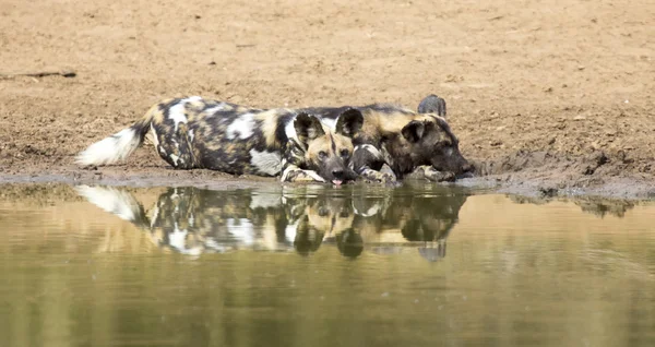 Two wild dogs rest next to a waterhole to drink water — Stock Photo, Image