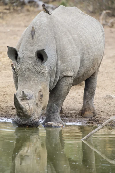 Lone white rhino stier staan op de rand van een meer om te drinken — Stockfoto