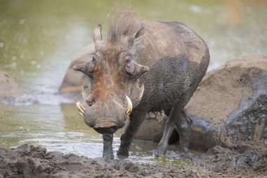 Yalnız warthog serinlemek için çamur içinde oynarken