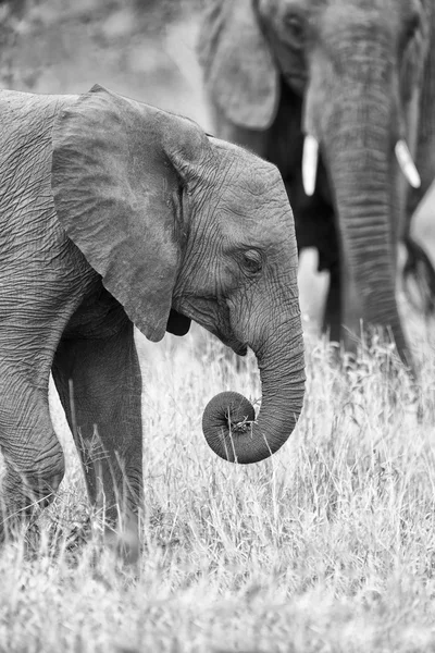 Elephant teeth and mouth close-up with detail artistic conversio — Stock Photo, Image