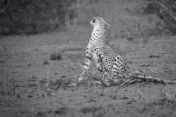 Gepard siedzieć do odpoczynku po długim polowanie do zadrapanie, sam — Zdjęcie stockowe
