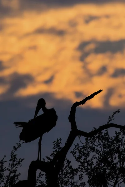 Silhouette of marabou stork on dead tree at sunset — Stock Photo, Image