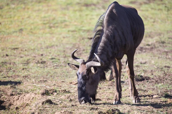 Ensom gnu står og spiser grønt gress – stockfoto