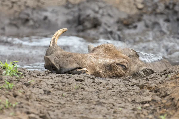 Yalnız warthog serinlemek için çamur içinde oynarken — Stok fotoğraf