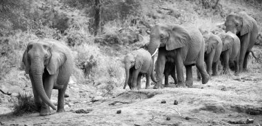 Fil sürüsü buzağı ve anne su deliğe doğru şarj