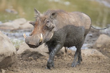 Lone warthog playing in mud to cool off clipart
