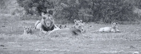 León orgullo descansando juntos e interactuar en la naturaleza abierta llanura —  Fotos de Stock