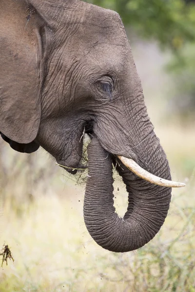 Denti elefanti e bocca primo piano con dettaglio artistico conversio — Foto Stock
