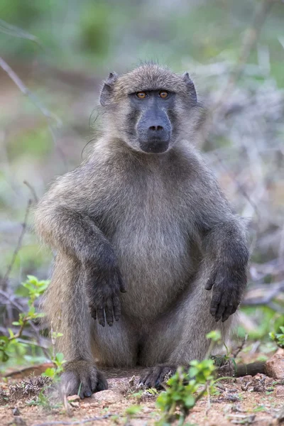 Baboon forage for food in early morning sunshine — Stock Photo, Image