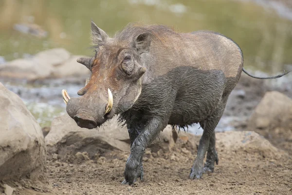 Solitário warthog jogar na lama para esfriar — Fotografia de Stock