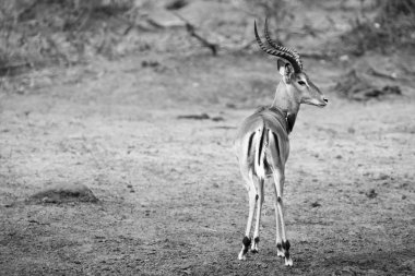 Impala ram olası tehlike sanatsal dönüştürme için arıyorsunuz