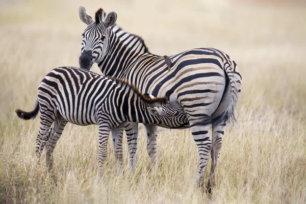 Zebra cavalla e puledro in piedi vicino tra loro nella boscaglia per la sicurezza — Foto Stock