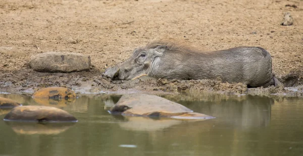 Magányos varacskos disznó a sárban, hogy cool off játszik — Stock Fotó