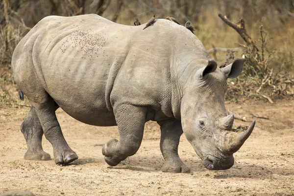 Lone rhino lopen op open terrein op zoek naar veiligheid tegen stropers — Stockfoto