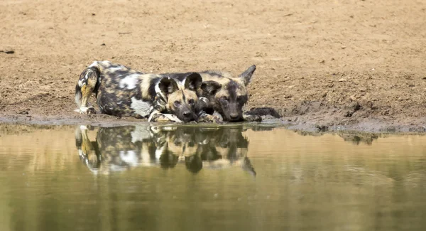 Two wild dogs rest next to a waterhole to drink water — Stock Photo, Image