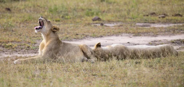 Jonge leeuw mannelijke gapen tijdens het liggen en de rest — Stockfoto