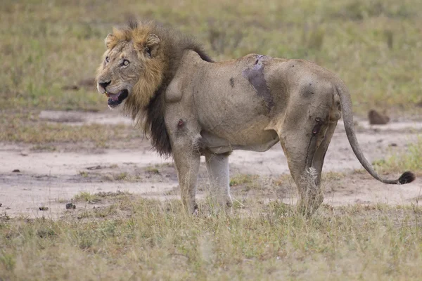 Herido viejo león macho acostado en la hierba y lamer sus heridas — Foto de Stock