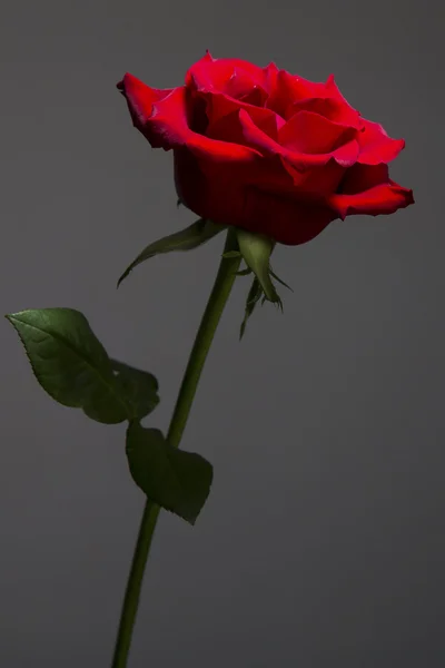 Silueta de rosa roja bajo llanta iluminación —  Fotos de Stock