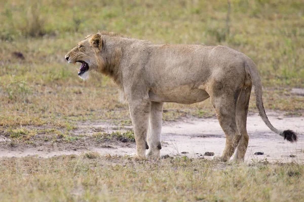 Jeune lion mâle bâiller tout en se couchant et se reposer — Photo