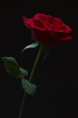 Kırmızı gül düşük anahtar rim aydınlatma silüeti