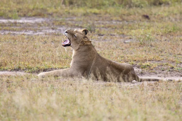 Jeune lion mâle bâiller tout en se couchant et se reposer — Photo