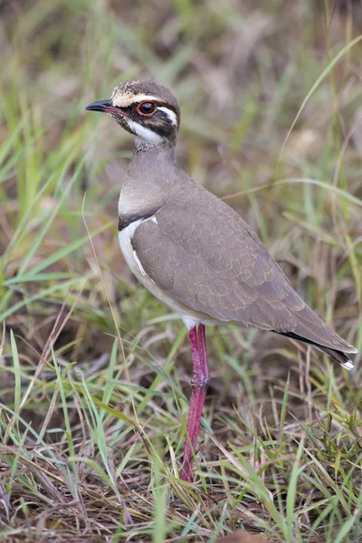 Ungfisk örn försökte fånga och missade — Stockfoto