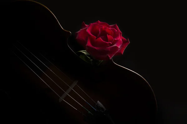 Violín de baja tecla y rosa flor iluminación suave — Foto de Stock