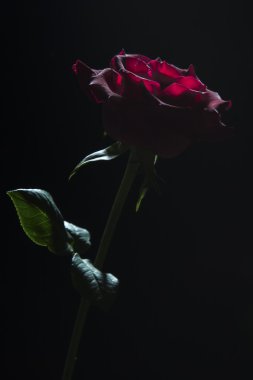 Kırmızı gül düşük anahtar rim aydınlatma silüeti