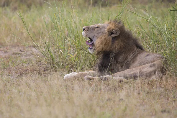 Ferito vecchio leone maschio sdraiato nell'erba e leccarsi le ferite — Foto Stock