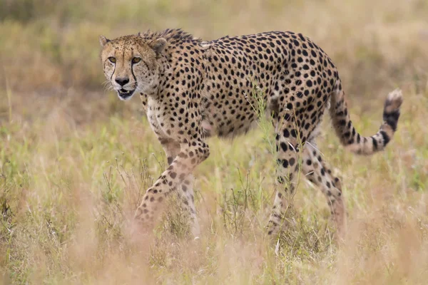 Cheetah caça através de grama seca para a presa para perseguir — Fotografia de Stock