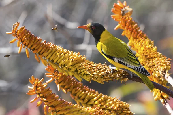 Black-headed oriole sitting on yellow aloe to catch bees. — Stock Photo, Image