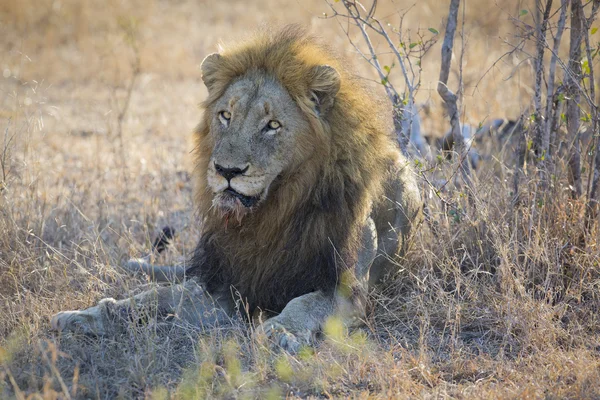 Maschio leone sdraiato riposo su gras dopo aver mangiato — Foto Stock