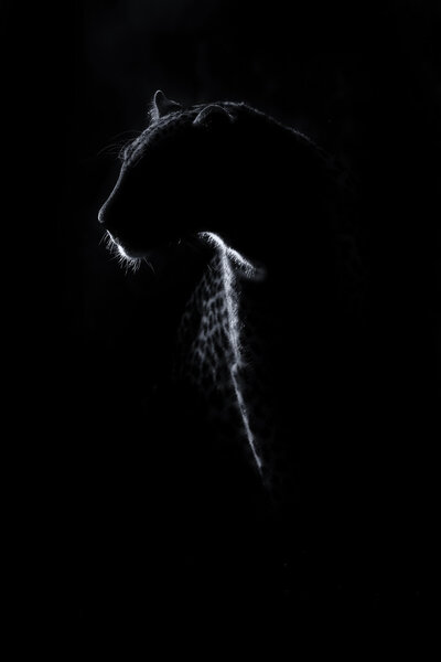 Leopard sitting in darkness hunting prey artistic conversion