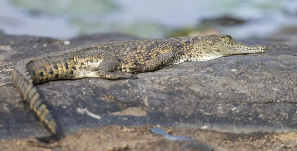 Small crocodile lay on a rock to bake in sun — Stock Photo, Image