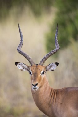 Impala ram olası tehlike portre için arıyorsunuz