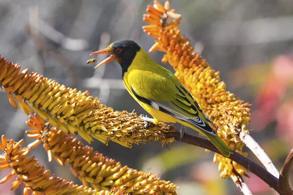 Black-headed oriole sitting on yellow aloe to catch bees. — Stock Photo, Image