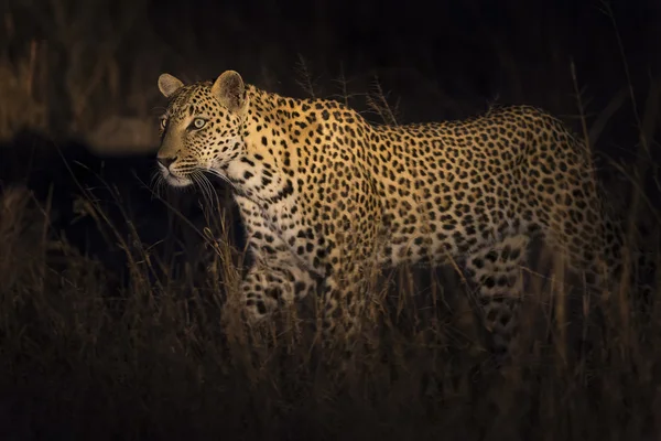 Leopard séta a sötétség vadászat zsákmánya a reflektorfényben — Stock Fotó