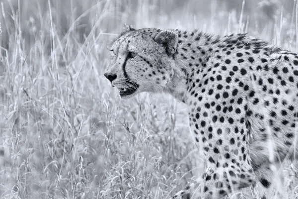 Geparden jagen durch trockenes Gras nach Beute — Stockfoto