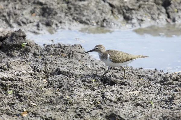 Oeverloper wandelen op de modderige oever van een meer zoeken — Stockfoto