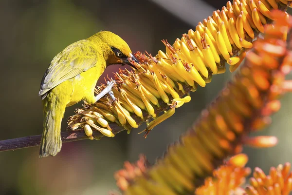 Male spectacled weaver sits on aloe flower to eat nectar — Stock Photo, Image