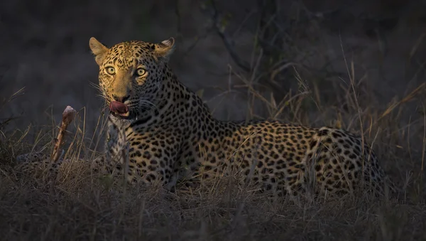 ヒョウは、休息し、リラックスして暗闇の中で横たわり — ストック写真