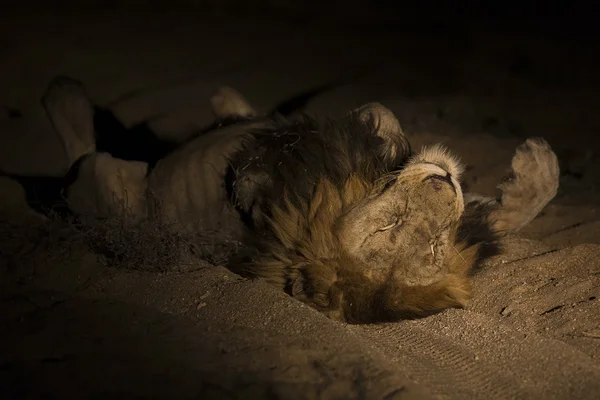 Leone maschio con enorme criniera giaceva a riposare sulla sabbia nel buio — Foto Stock