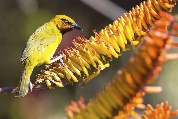 Male spectacled weaver sits on aloe flower to eat nectar — Stock Photo, Image