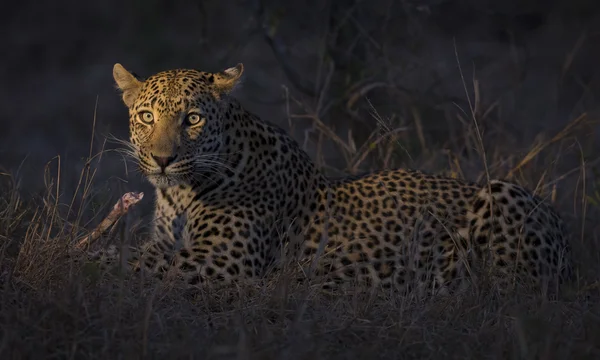 Leopardo deitou-se na escuridão para descansar e relaxar — Fotografia de Stock