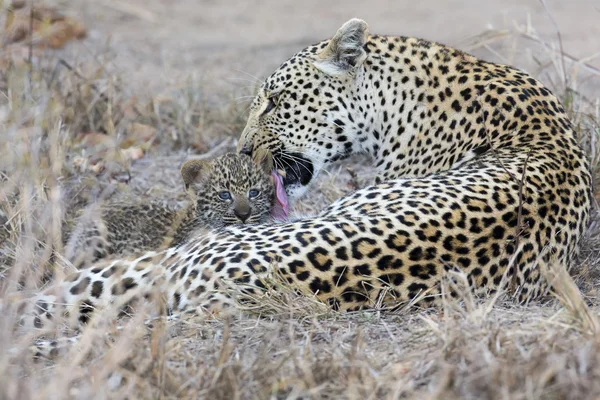 Leopardo madre cuida de su cachorro en la recolección de la oscuridad —  Fotos de Stock