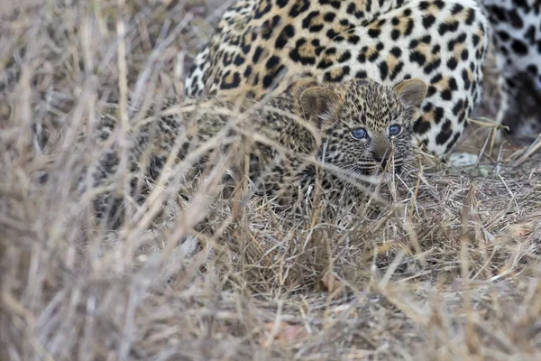 Leopardo madre cuida de su cachorro en la recolección de la oscuridad —  Fotos de Stock