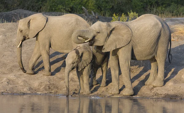 Large elephant herd stand and drink at edge of a water hole — Stock Photo, Image